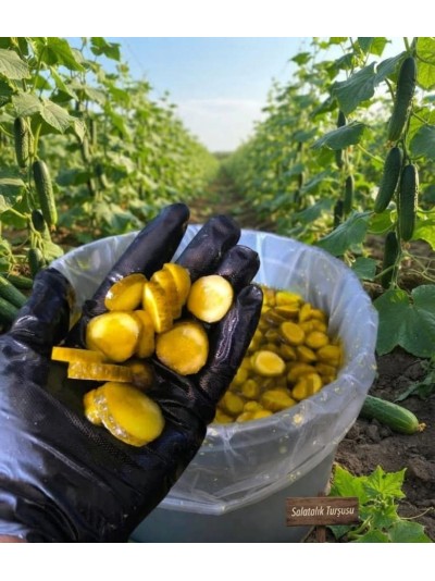 2 Numara Salatalık Turşusu 15 Lt (Süzme 9 Kg) - Özgenin Bahçesi
